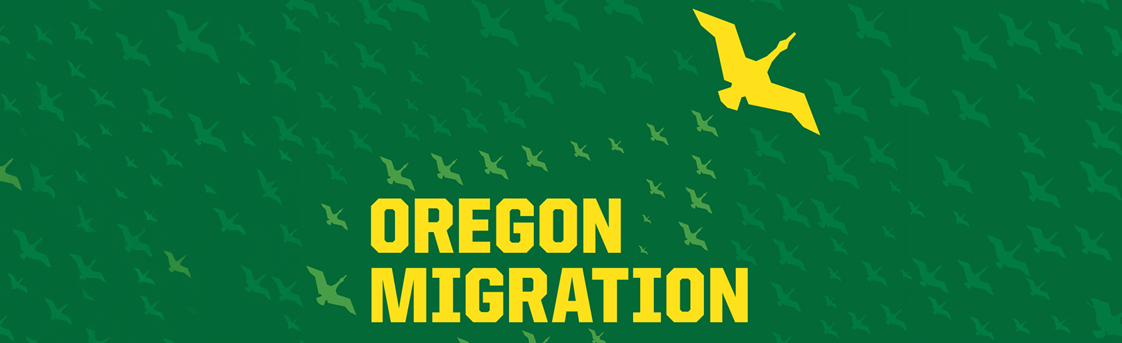 Static graphic of several duck silhouettes flying from bottom left to top right with text reading Oregon Migration.